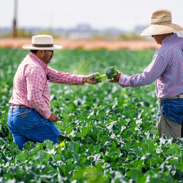 farmers inspecting crops